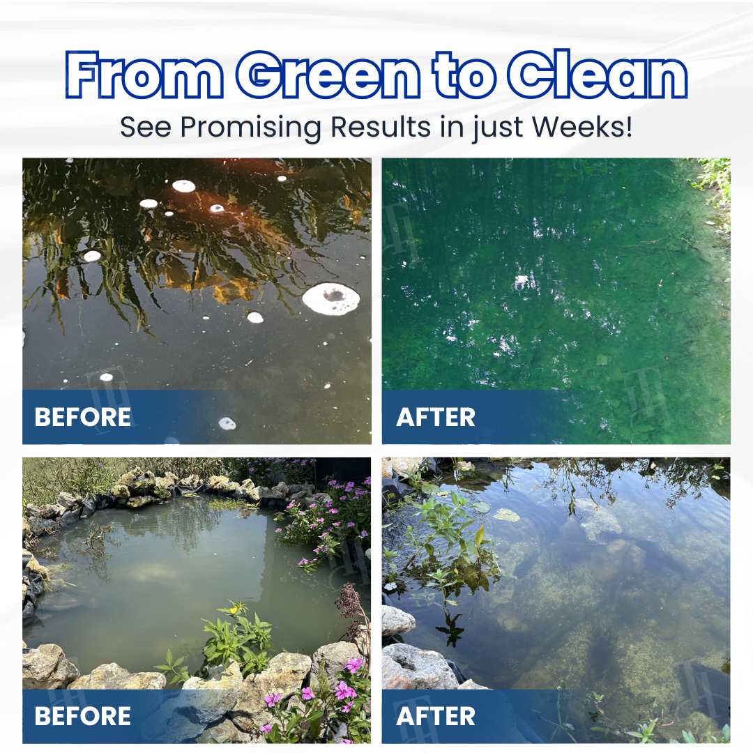 🔥Last Day 50% OFF Alisanda® ClearWater Rescue Formula🐟 From Swampy Green to Crystal Clear – Without the Chemicals