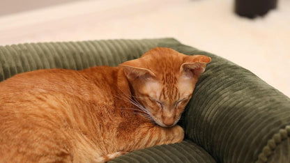 Corduroy Pet Sofa Bed with Washable Cover