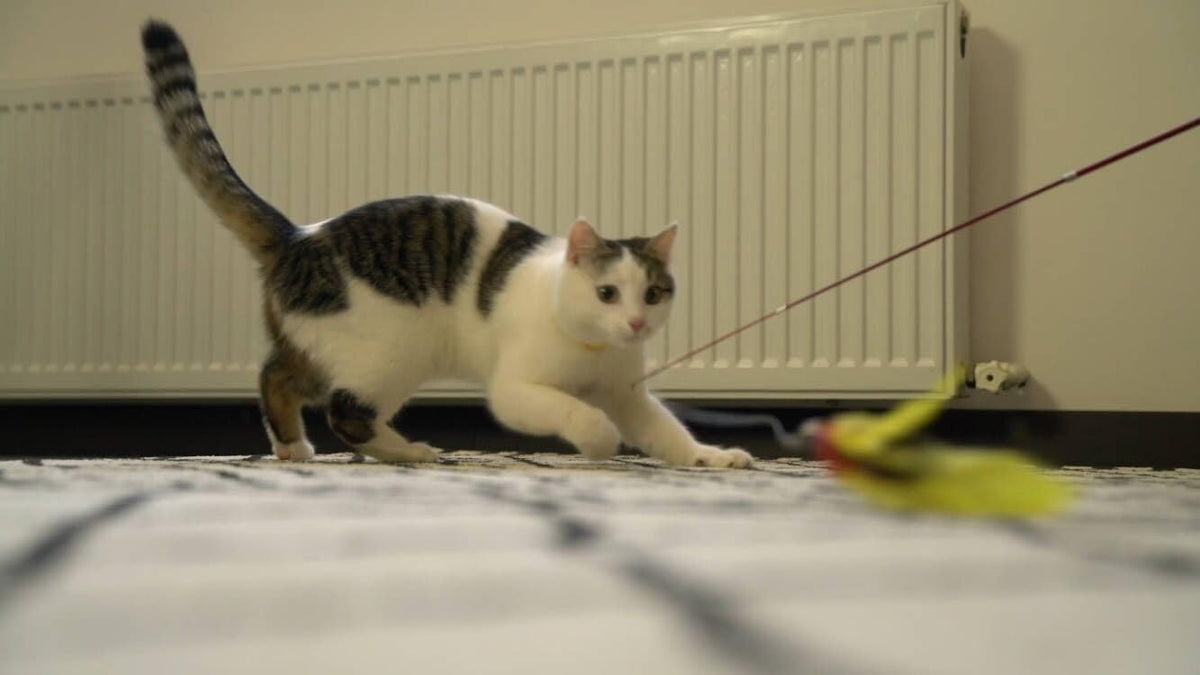 Retractable Feather Wand Cat Toy Set